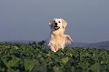 GOLDEN RETRIEVER 870